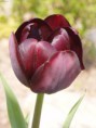/album/rezane-kvetiny/tulipan-6-1-jpg/